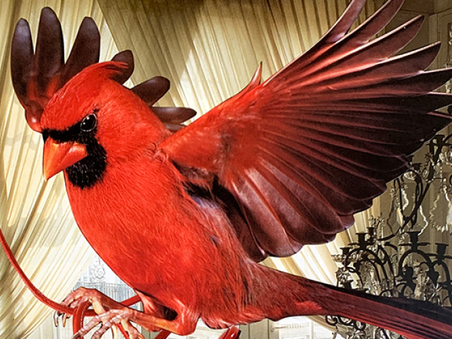 A large red bird with dark plume and open wings flies in a room with a chandelier.