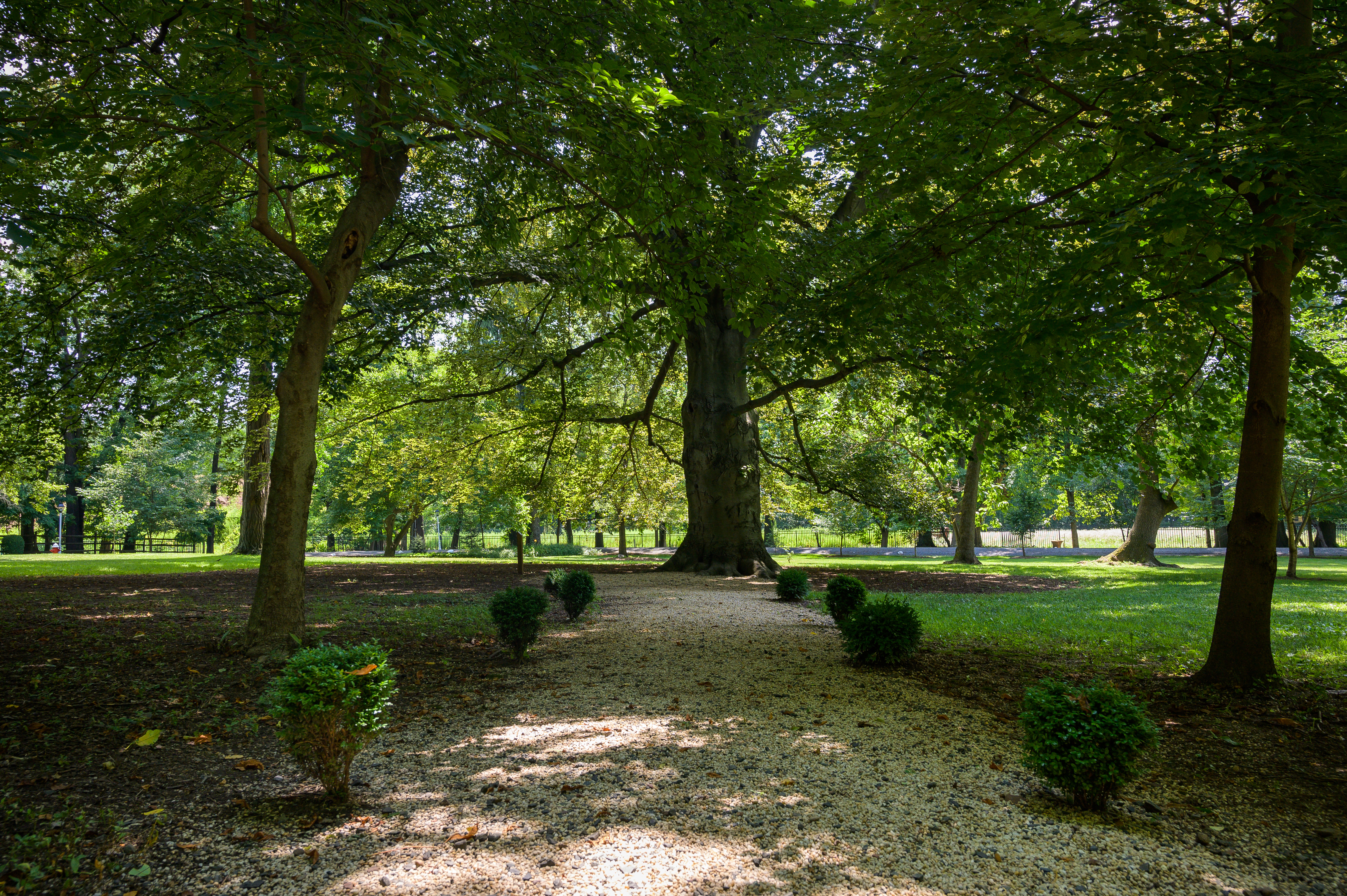 A path leads to a tree on the grounds of Liberty Hall.