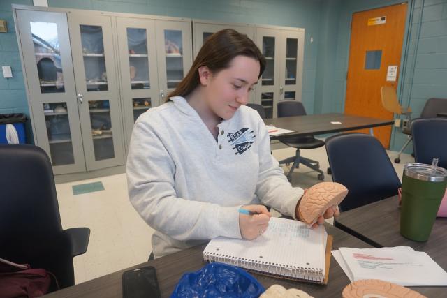 First year OT student studying a model of a brain while taking notes for Neuroscience class