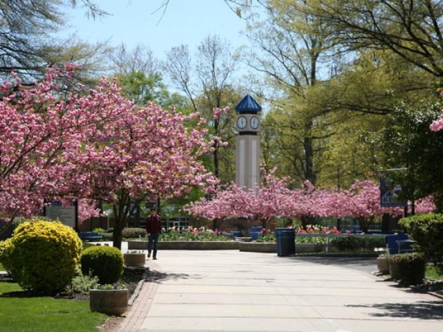 View of the Clock Tower in the distance from Cougar Walk; pink flowering trees and spring greenery along the path.