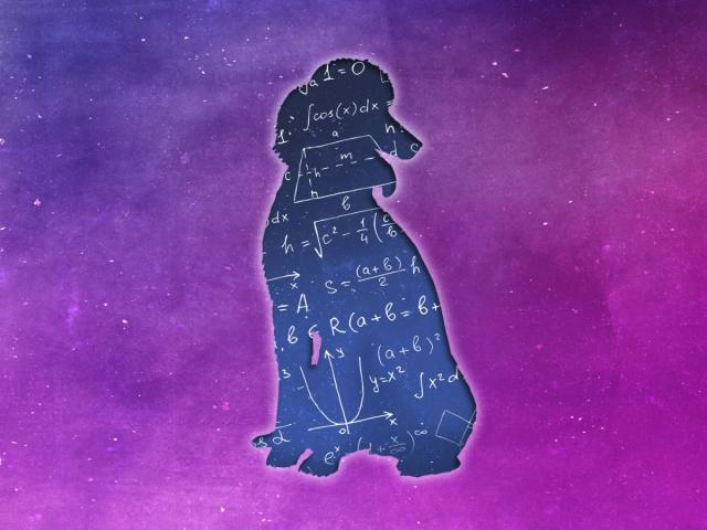 a dog outlined with a mathematical equations