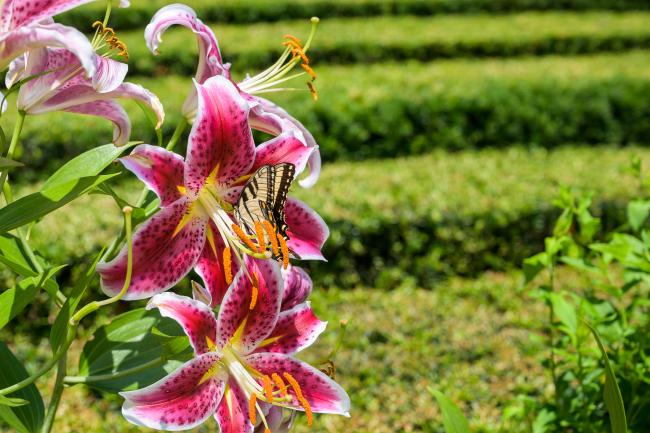 This is a close up image Tiger Lily on The Grounds of Liberty Hall Academic Center 