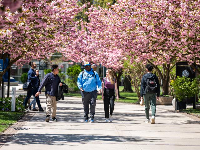 cherry blossom walk