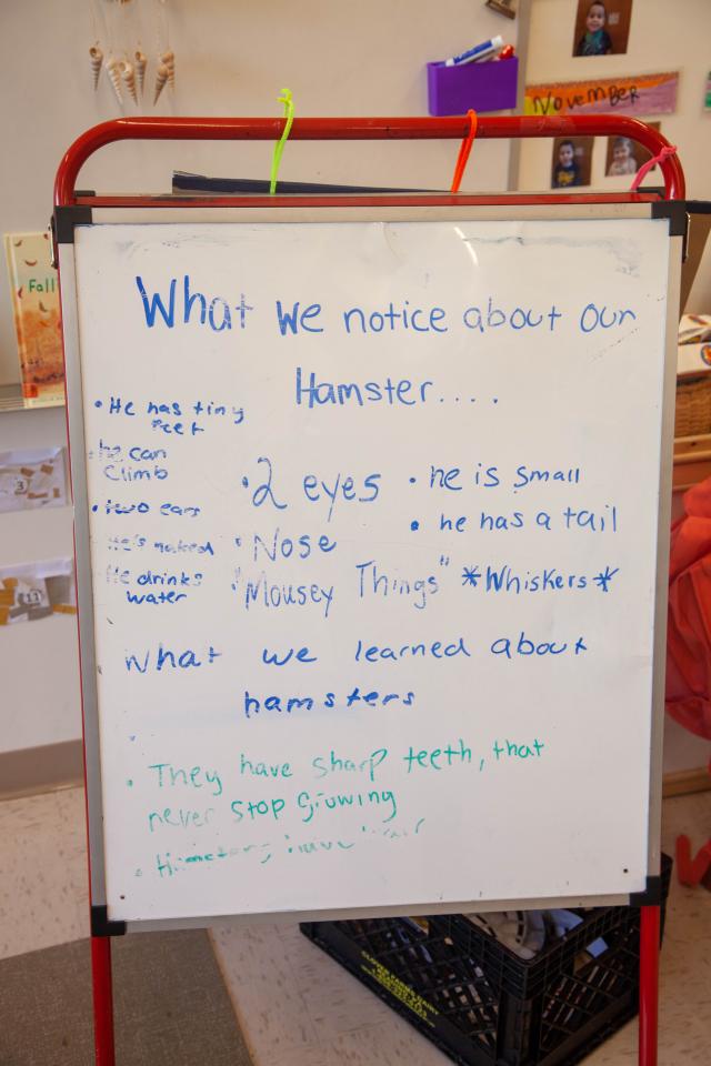 the preschool students write on a white board what they notice on their hamster when looking for it. 