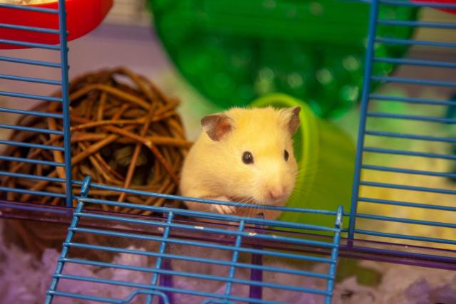 Teddy the hamster inside his cage. 