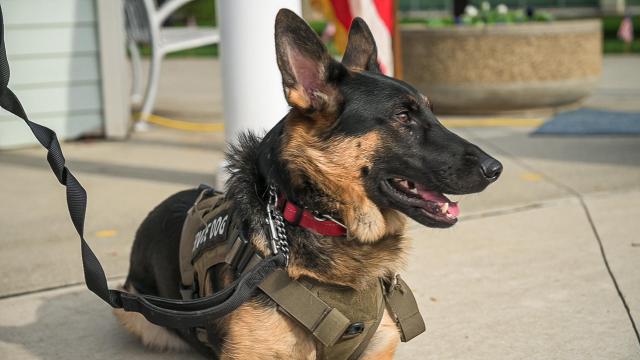 K-9 service dog Keen