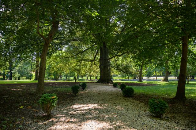 Path of Trees on Liberty Hall Academic Center Grounds 