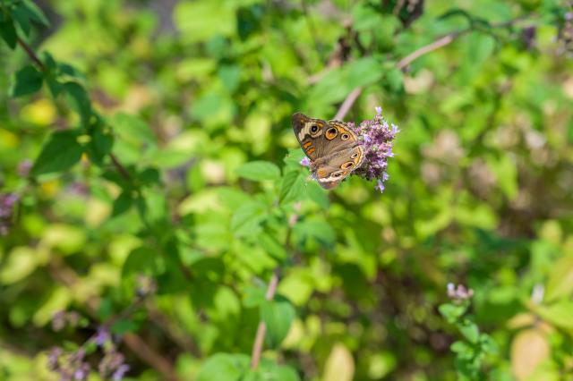This is an image of a close up of a butterfly in the garden at Liberty Hall Academic Center 