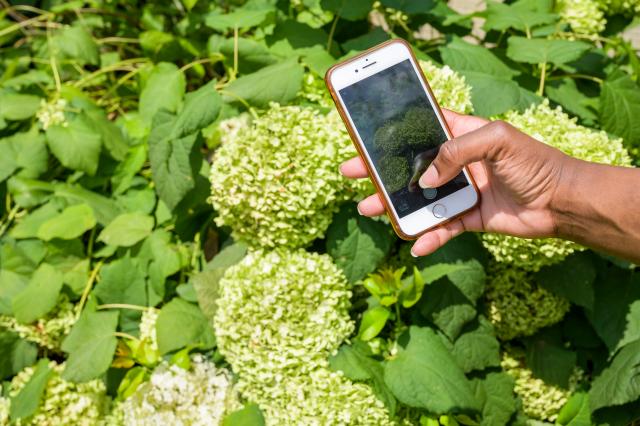 This is an image of someone snapping an iPhone photo of the hydrangeas on the grounds at Liberty Hall Academic Center  