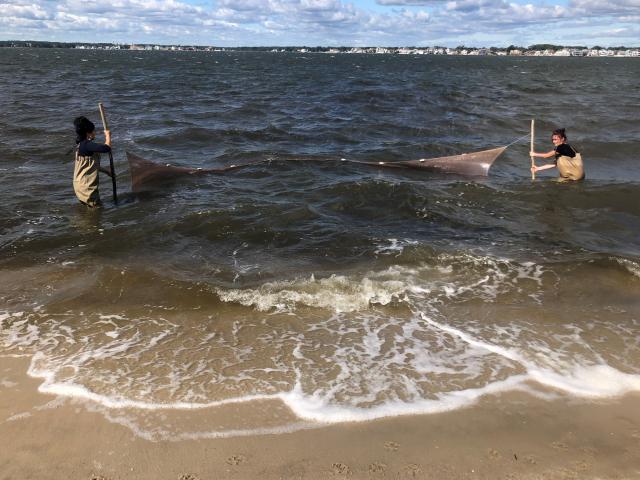 Students wade into Barnegat Bay to do fieldwork at Kean Ocean.