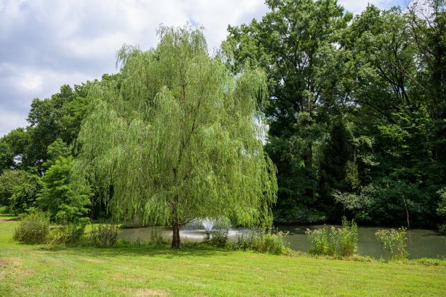 Tree on the Grounds of Liberty Hall Academic Center 