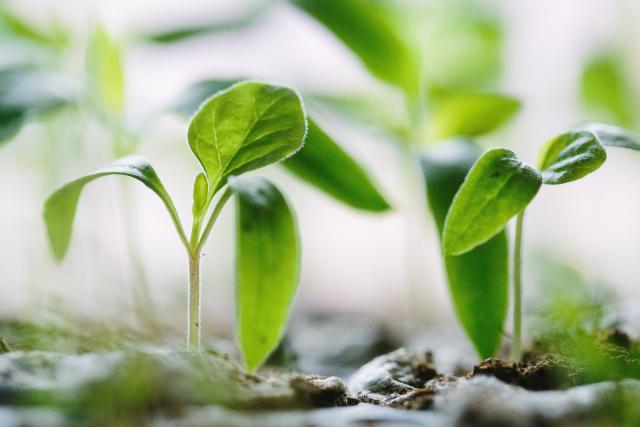 Picture of plants being grown