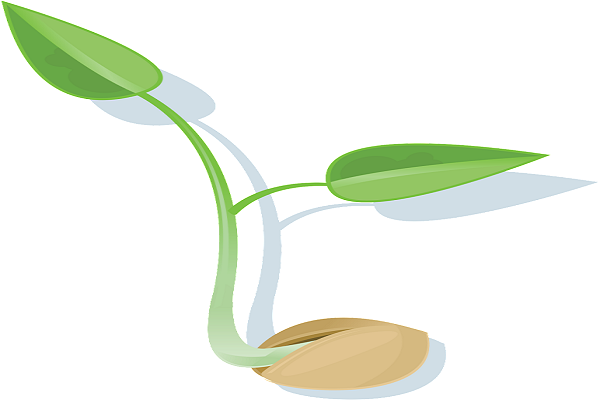Picture of a plant growing from a seed