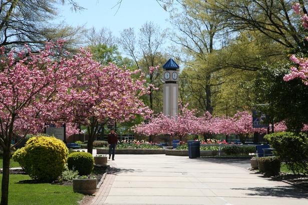 View of the Clock Tower in the distance from Cougar Walk; pink flowering trees and spring greenery along the path.