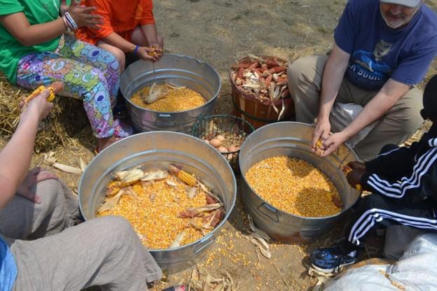 Group of farmers preparing corn. 