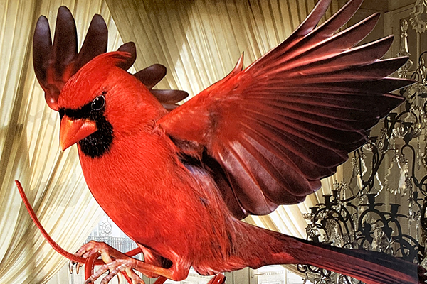 A large red bird with dark plume and open wings flies in a room with a chandelier.
