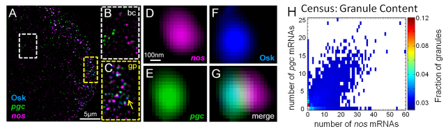 Census granule content