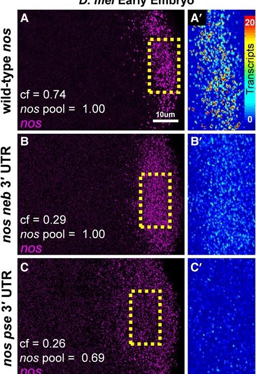Confocal image from paper