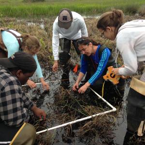 Students and faculty doing research in a swamp